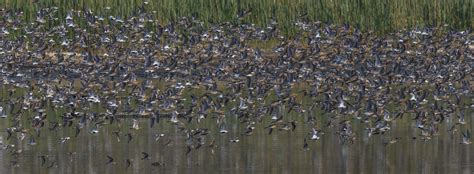 Thats Alot Of Birds 0105 Flock Of Birds Cape May New J Flickr