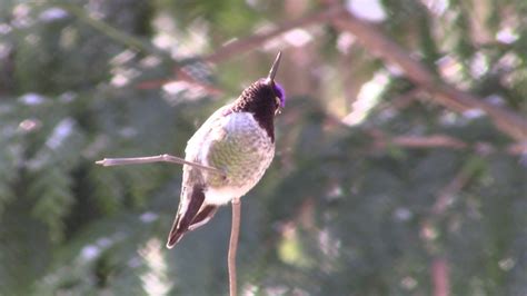 Anna's Hummingbird song - Pacific Northwest 2017 - YouTube