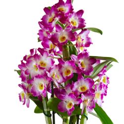 Dendrobium Orchid Care: A Guide from the American Orchid Society