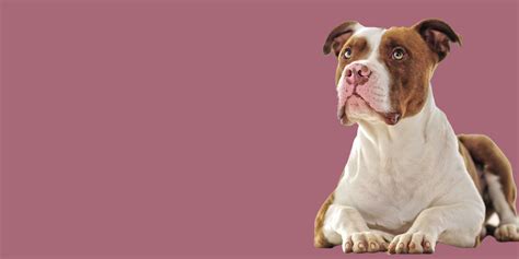 10 Intriguing Pit Bull Facts – SPARK PAWS