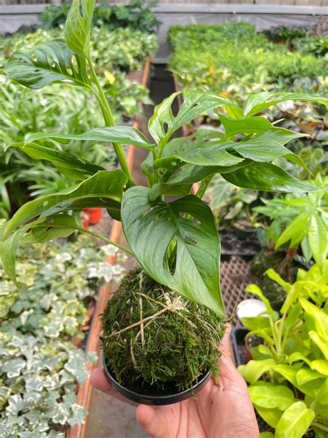 Kokedama Plants — House Plant Shop