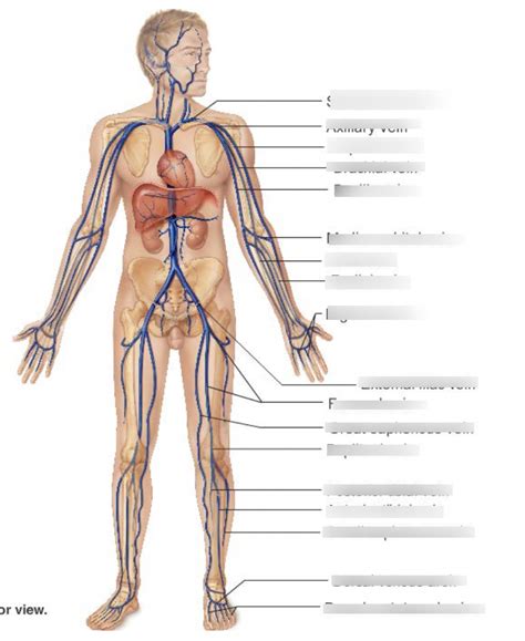 A P Lab II Veins Arteries Diagram Quizlet