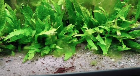 How do you grow Java Fern? – Aquarium Shrimp Keeping