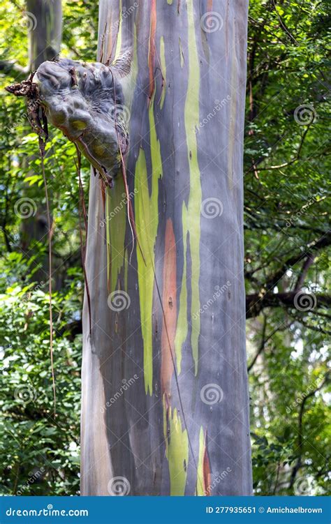 Rainbow Eucalyptus Gum Tree Kauai Hawaii Stock Image Image Of Forest