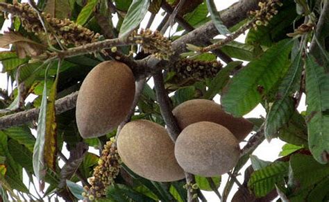 Yucatán Ocupó El Primer Lugar En Producción De Mamey A Nivel Nacional