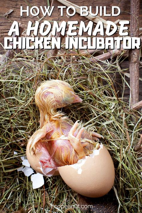 Create A Homemade Incubator In Simple Steps Eco Peanut Chicken