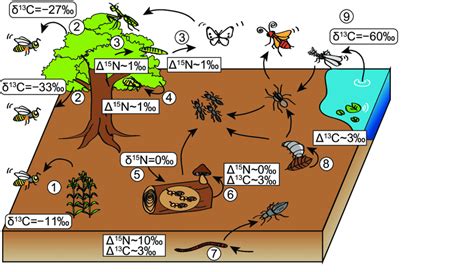 Variations In The Isotopic Signatures Of C And N Resources Plants And Download Scientific