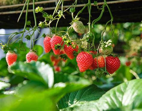 Growing Strawberry Plant Stages