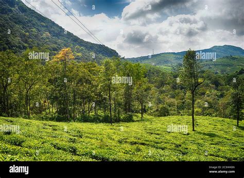 Beautiful Greenery View Of Kerala Valley Stock Photo Alamy