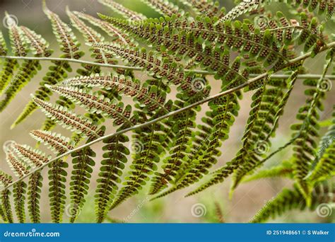 Sunlight On The Fronds Of Fern Leaves Polypodiopsida Covered With