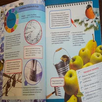 Слива Синий гигант - купить в Минске, доставка почтой по Беларуси ...