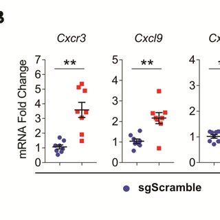 The Role Of Krt Expression By Mouse Pda Cells In Cxcl Coat