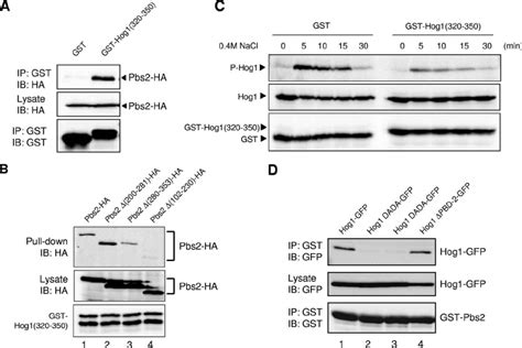 Hog1 Pbd 2 Binds Pbs2 Hbd 1 A Results Of In Vivo Coprecipitation Download Scientific Diagram