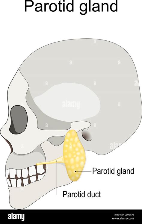 Salivary Gland Duct Stock Vector Images Alamy