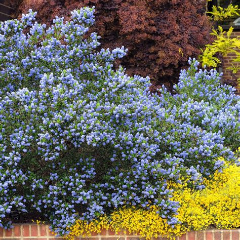 Classic Ceanothus Varieties ~ Aventura Gardens
