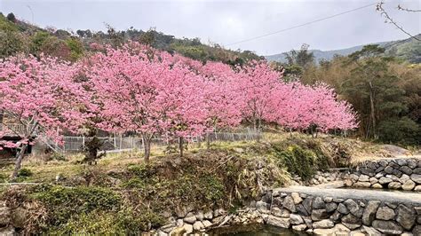 雲林古坑石壁櫻花盛開宛如粉紅仙境，歡迎全國民眾快來欣賞櫻花綻放美景 台新傳媒台灣新新聞報