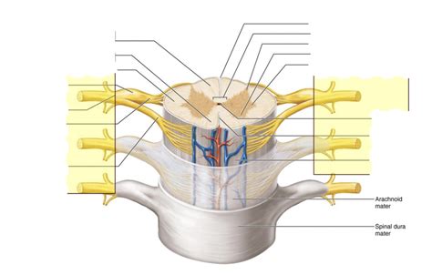 PRACTICAL EXAM 2 Spinal Cord 3 Diagram Quizlet