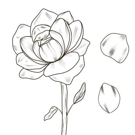 peony flower  art botanical png peony drawing flower drawing