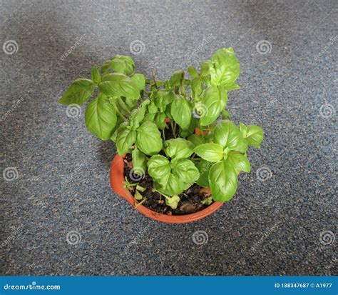 Basil Basilicum Plant Stock Image Image Of Vegan Leaves