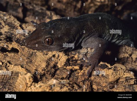 Golden Gecko Gekko Ulikovskii Gekkonidae Asia Stock Photo Alamy