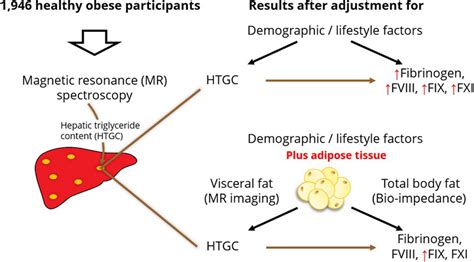 Association Between Hepatic Triglyceride Content And Coagulation Factors Arteriosclerosis