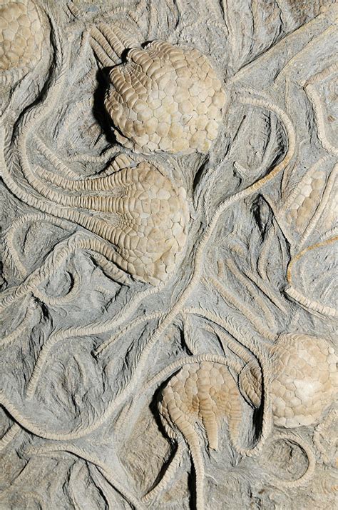 Crinoid Fossils Photograph by Martin Shields