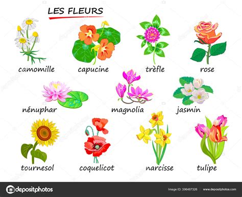 Flowers Names Flowers French Set Illustrations Encyclopedia Kids School