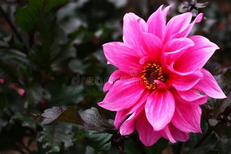 Pink Flower Dahlias Stock Photo Image Of Dahlias Blossom 99477034