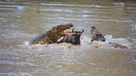 How Crocodile Hunting Wildebeest When Crossing The River Youtube