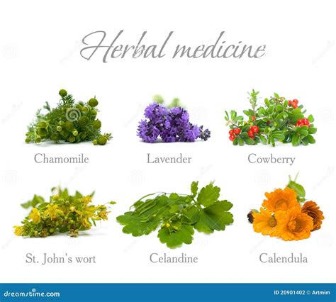 Herbal Medicine Herbs And Flowers On White Stock Photo Image Of