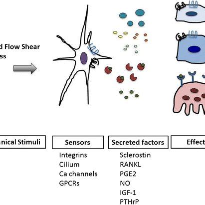 Osteocyte White Stellate Cell Senses Mechanical Forces Through