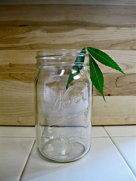 createbellacreate: Science Experiment: Plants & Photosynthesis