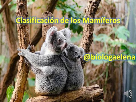 Tipos De Mamíferos Clase Mamalia Clasificación Reino Animal