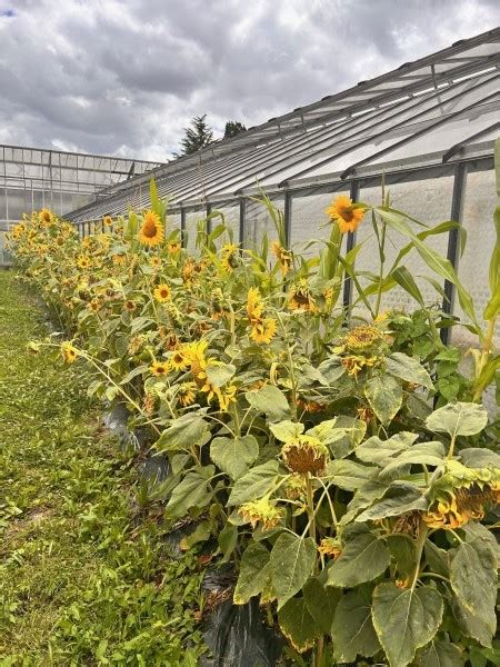 Wecandoo Visitez une ferme de fleurs et réalisez votre botte