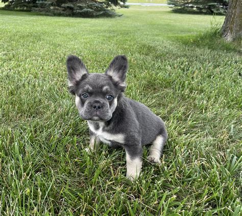 Fluffy French Bulldogs For Sale in Iowa - Fluffy Frenchie Puppy