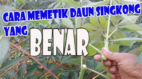 Cara Memetik Daun Singkong Yang Benar Youtube