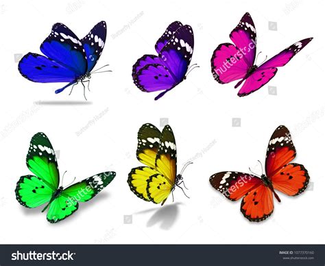 Beautiful Colorful Six Monarch Butterfly Isolated Stock Photo