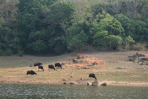 Thekkady Wildlife Sanctuary - Kerala Tourism Blog