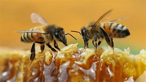 Beneficios De La Miel De Abeja Para Nuestra Salud Radio Imagina