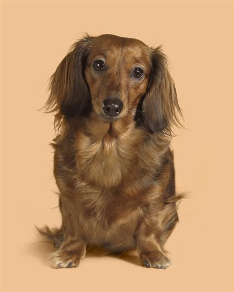 tri color long haired dachshund   adorable dog breed