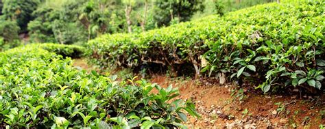 Tea Factory Ella | Halpe Tea Factory | Anasa Wellness Resort Anasa ...