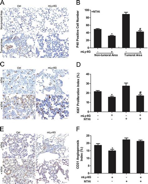 Immunohistochemical Analysis Of Lung Tissue After Treatment With