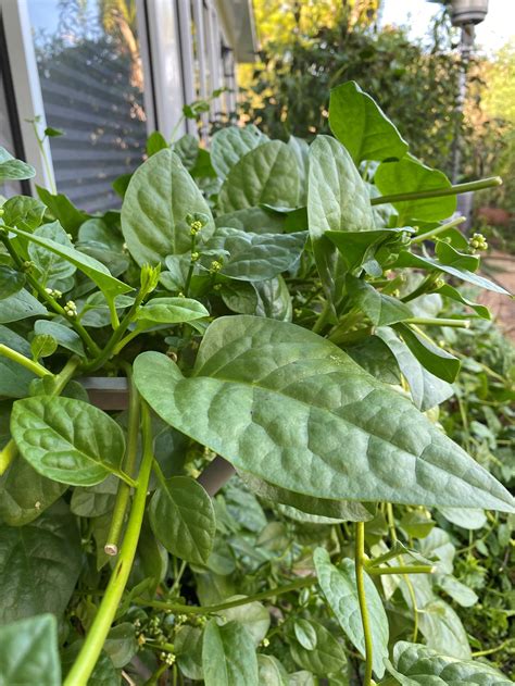 Spinach Vine Plant