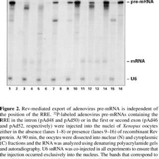Schematic representation of the RNA transcripts used for Xenopus oocyte ... 
