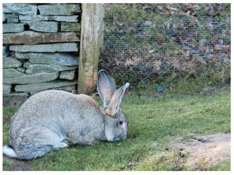 Hypoallergenic Rabbits Allergy Bunnies Hobby Farm Heaven