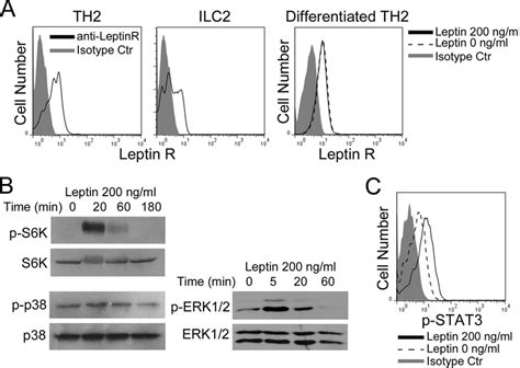 Leptin Activates Stat3 Mapk And Mtor Signal Pathways Through Download Scientific Diagram