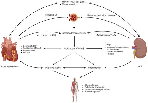 Acute Cardiorenal Syndrome Epidemiology Pathophysiology Assessment