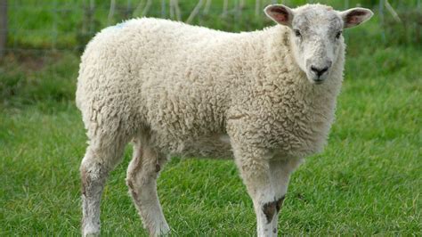 sheep   farm application mapping assistance  propergations