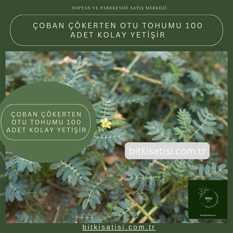 coban cokerten otu tohumu  adet kolay yetisir