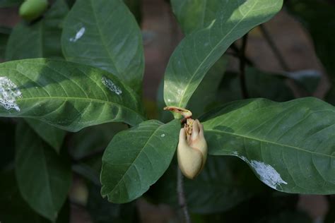 Magnolia Liliifera L Baill Dinesh Valke Flickr